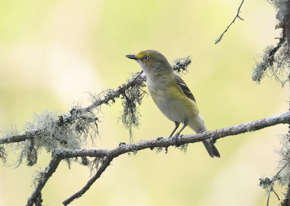 White-eyed Vireo - Margareta Wieser