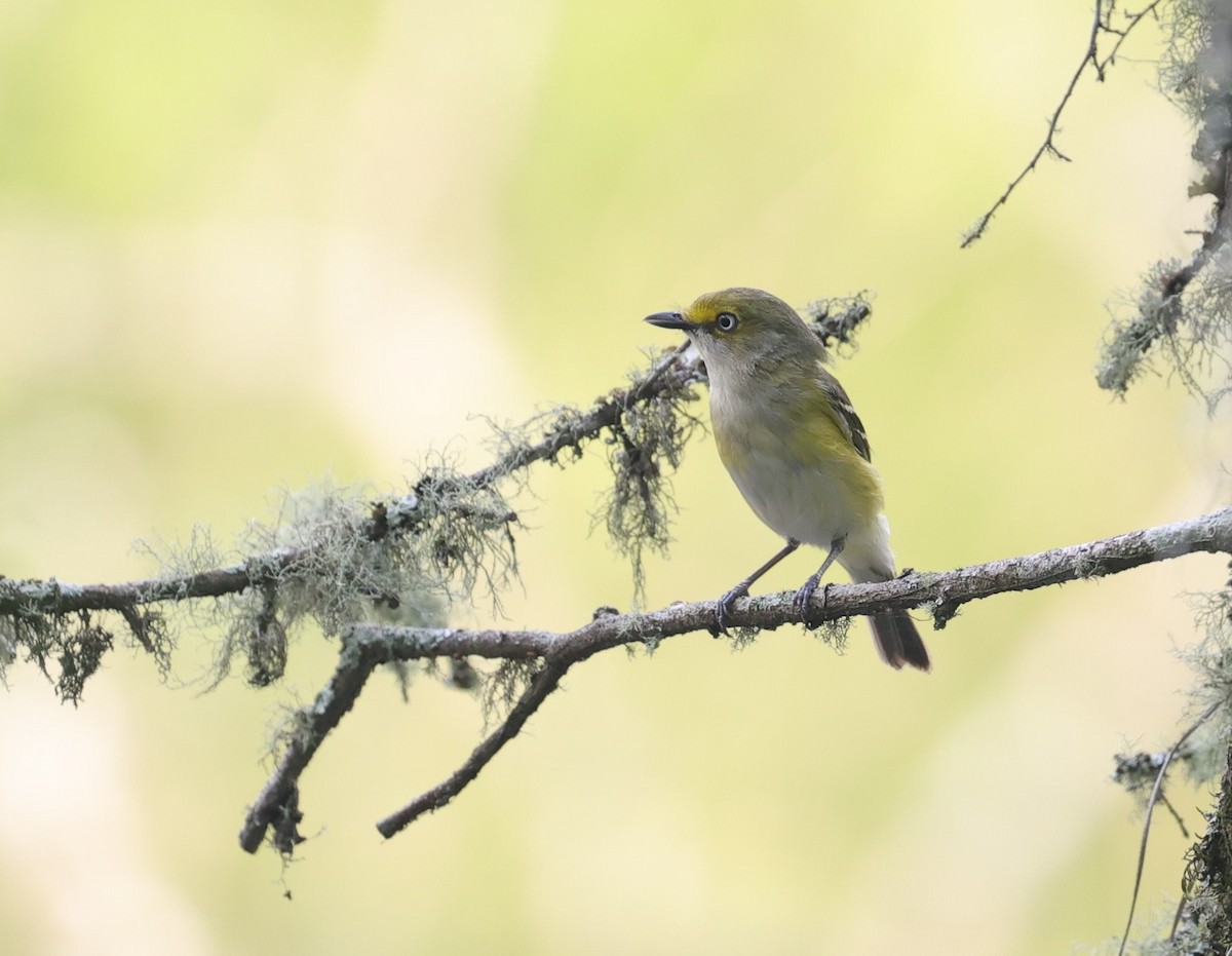 White-eyed Vireo - Margareta Wieser