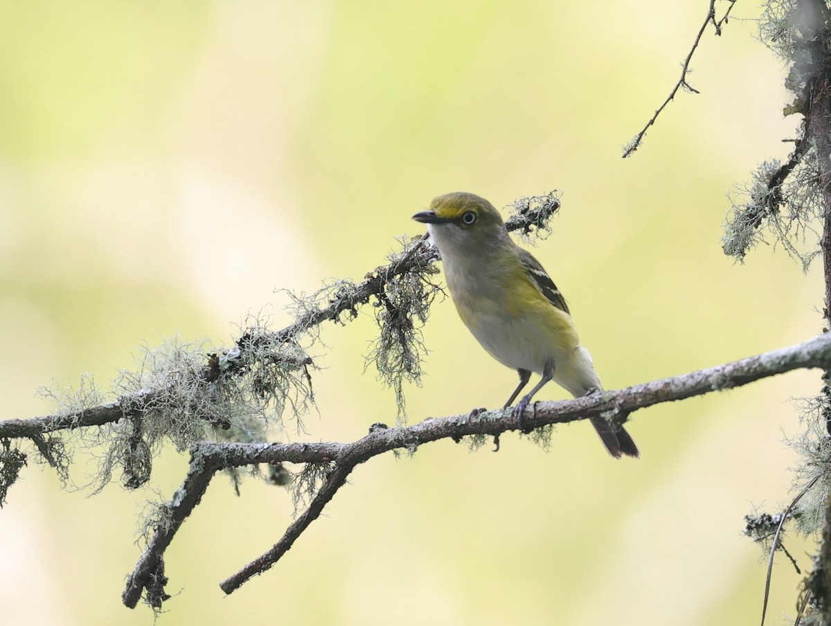 White-eyed Vireo - Margareta Wieser