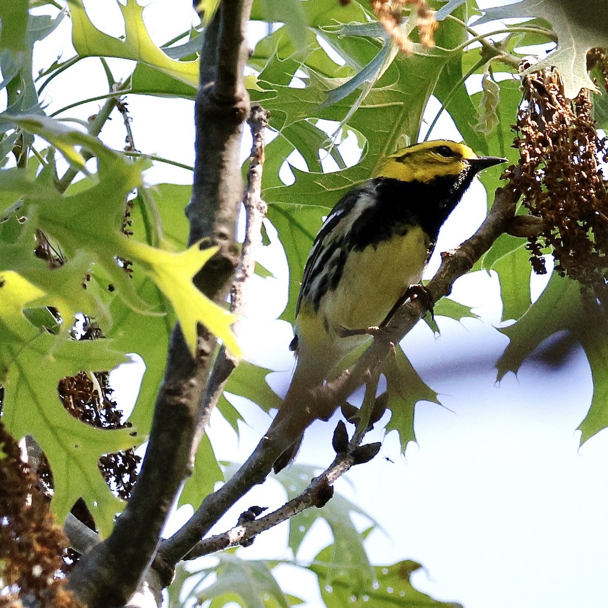 Black-throated Green Warbler - Cate Hopkinson