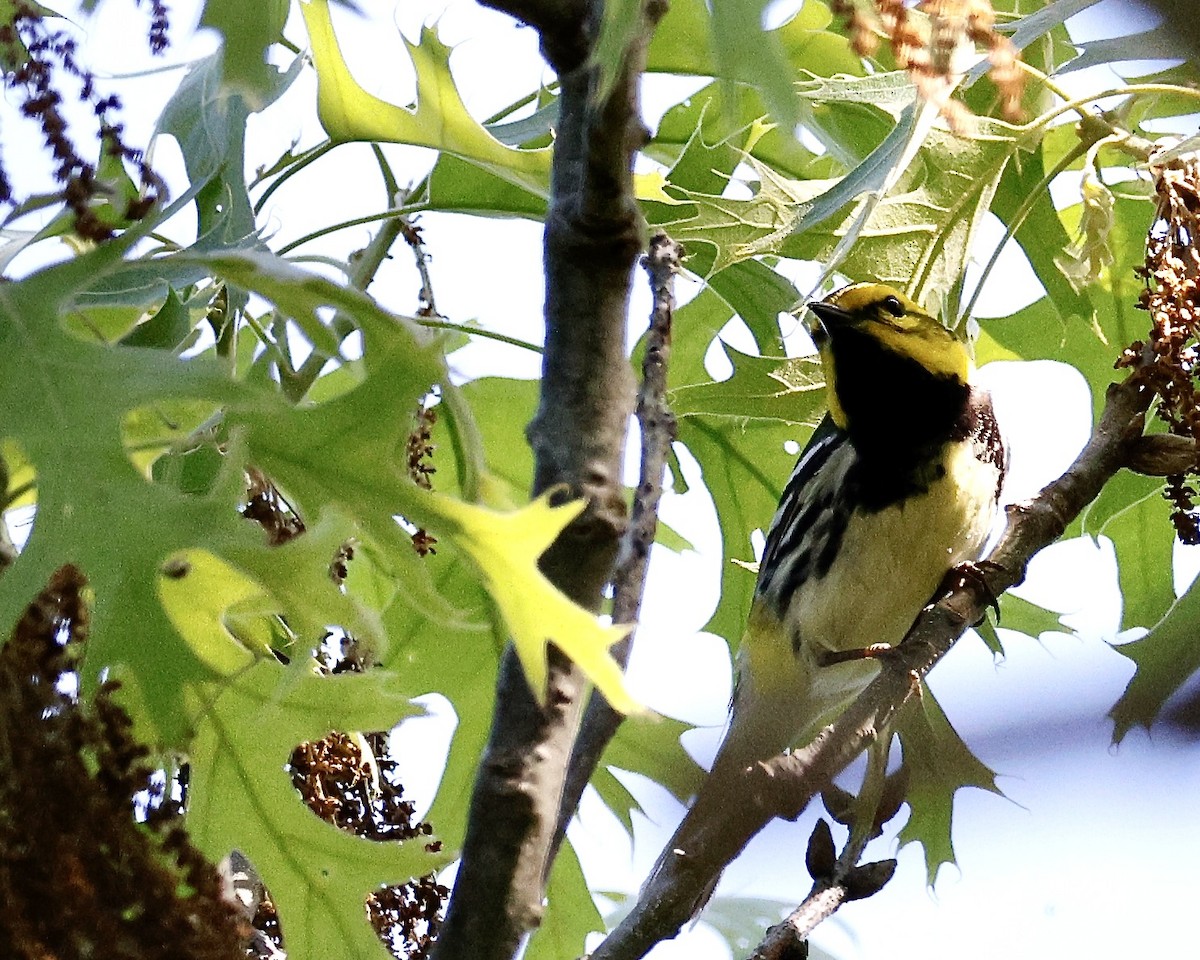 Black-throated Green Warbler - Cate Hopkinson