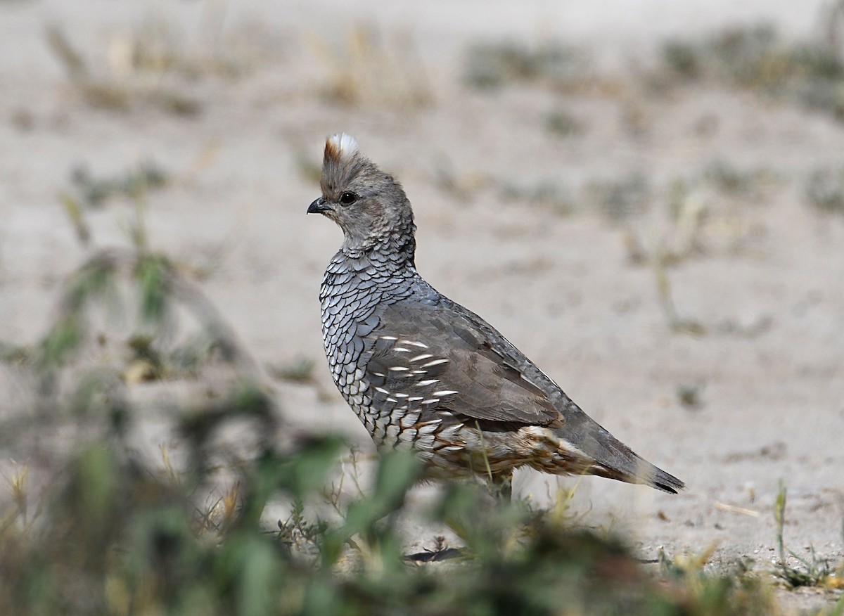 Scaled Quail - Glenn Wyatt