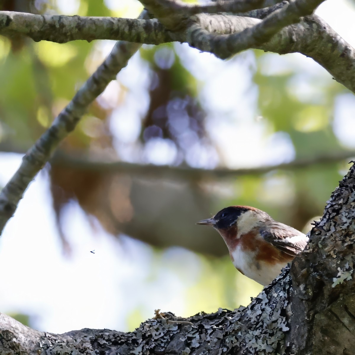 Bay-breasted Warbler - Cate Hopkinson