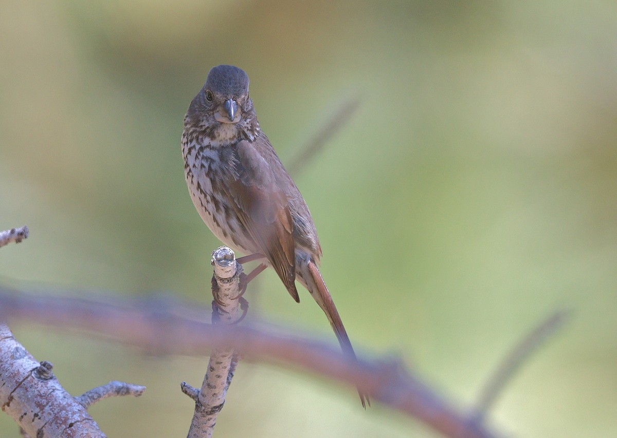 Fox Sparrow - Gary Charlton