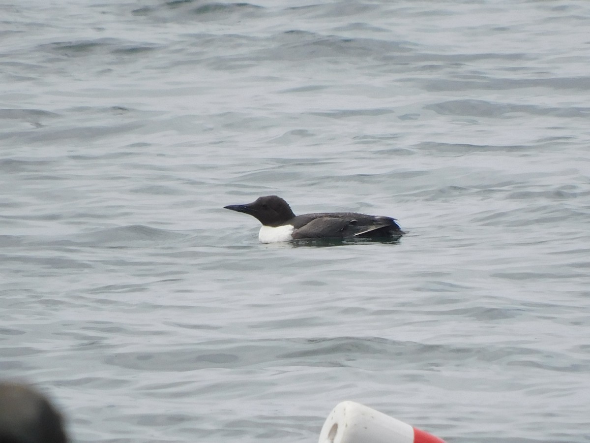 Common Murre - ML619545638