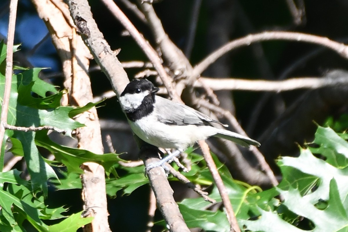 Carolina Chickadee - Carmen Ricer