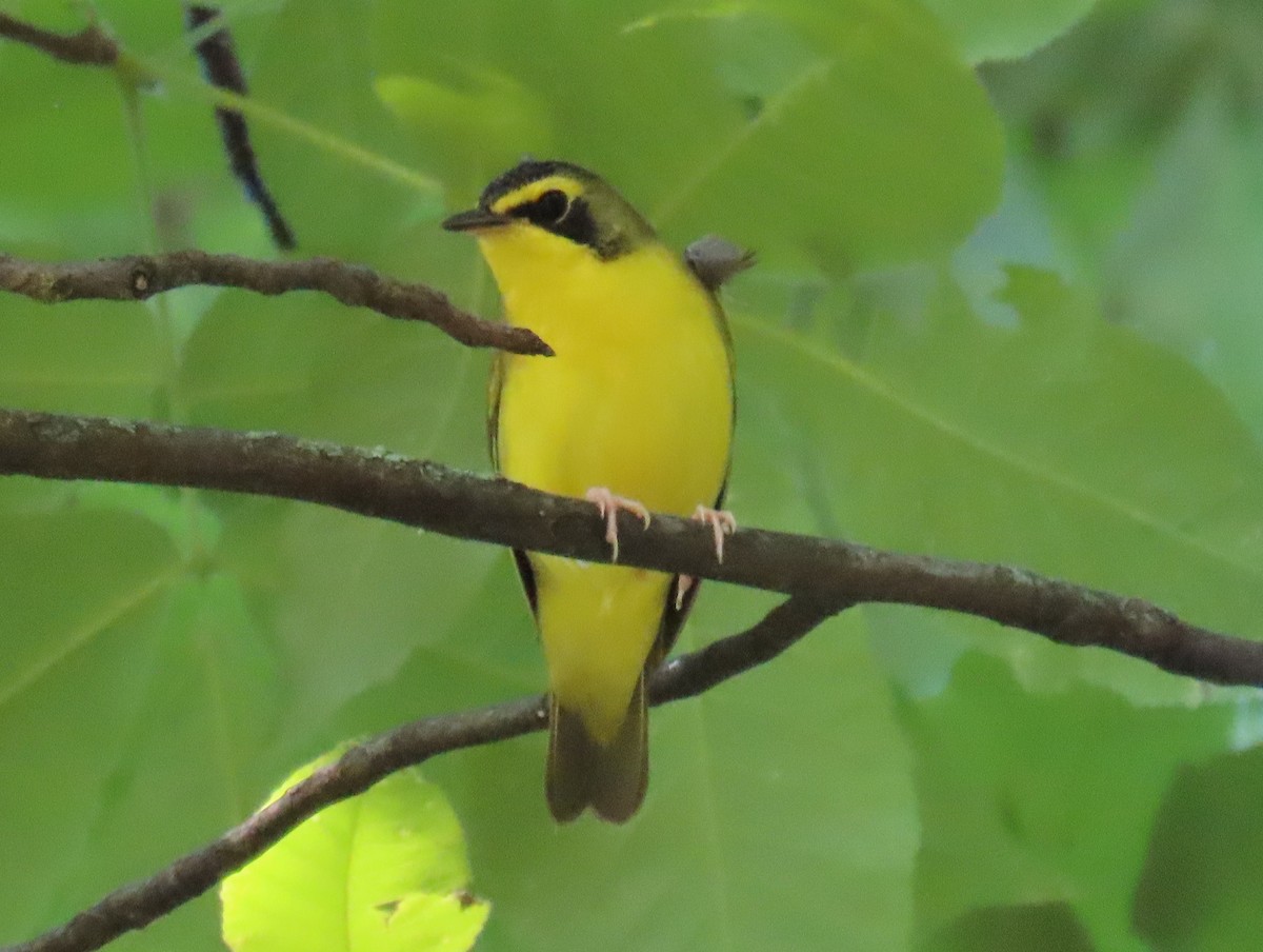 Kentucky Warbler - Brian Walker