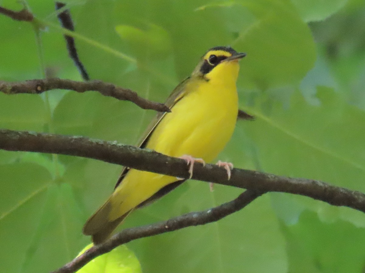 Kentucky Warbler - Brian Walker