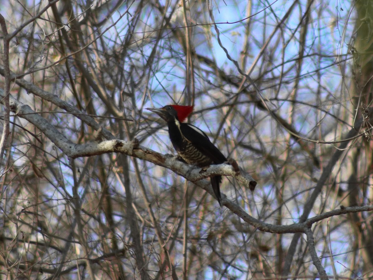 Lineated Woodpecker - Adrian Gonzalez