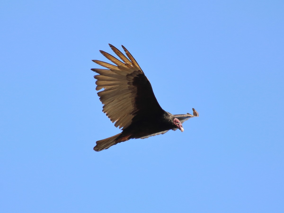 Turkey Vulture - ML619545650