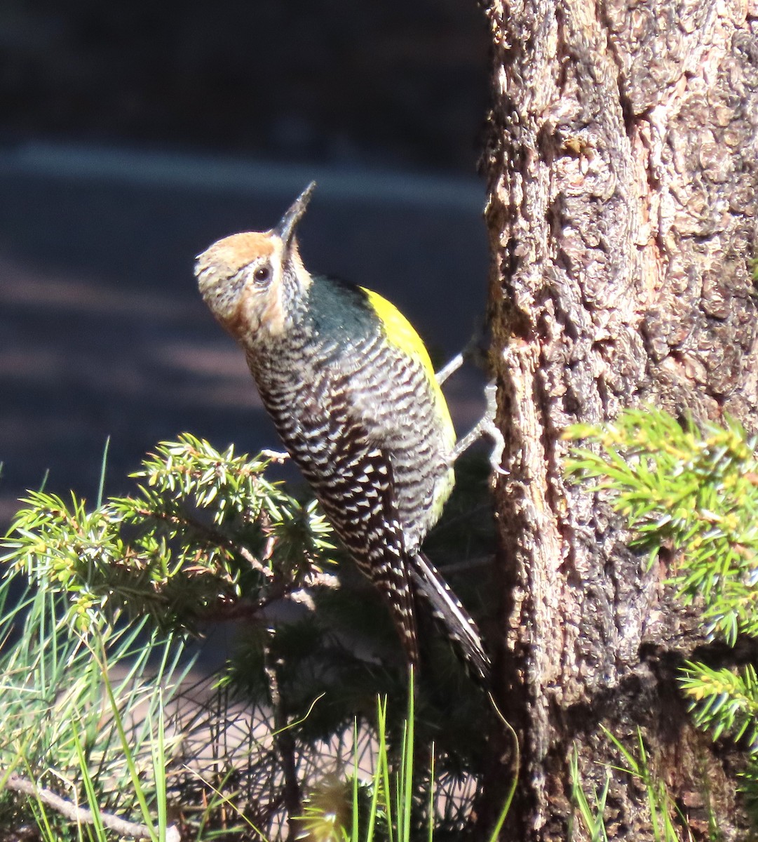 Williamson's Sapsucker - Lori Zabel