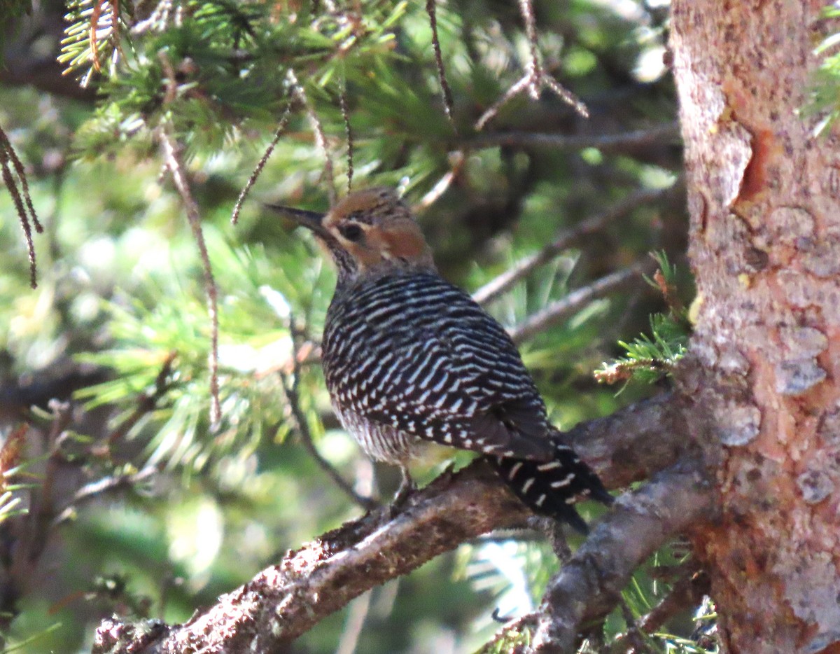 Williamson's Sapsucker - Lori Zabel