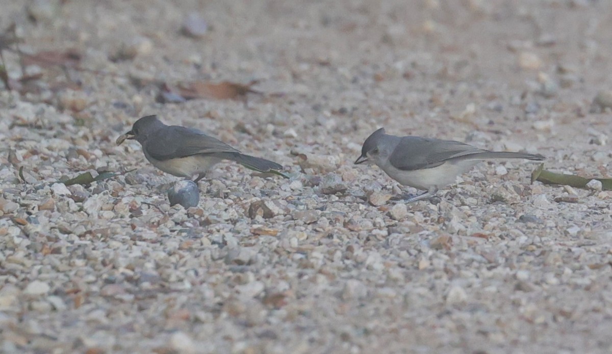 Tufted Titmouse - ML619545655