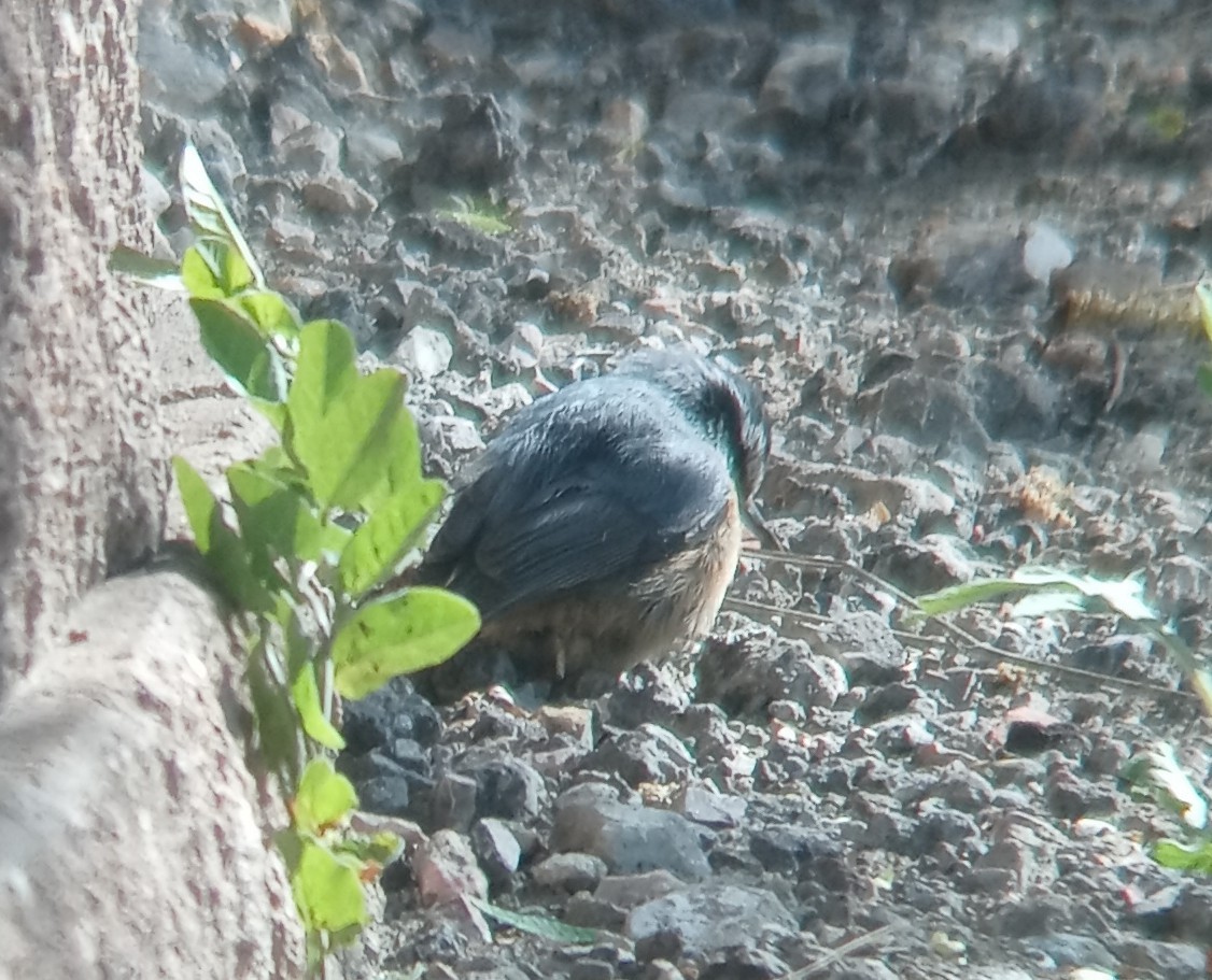 Red-breasted Nuthatch - Kerah Braham