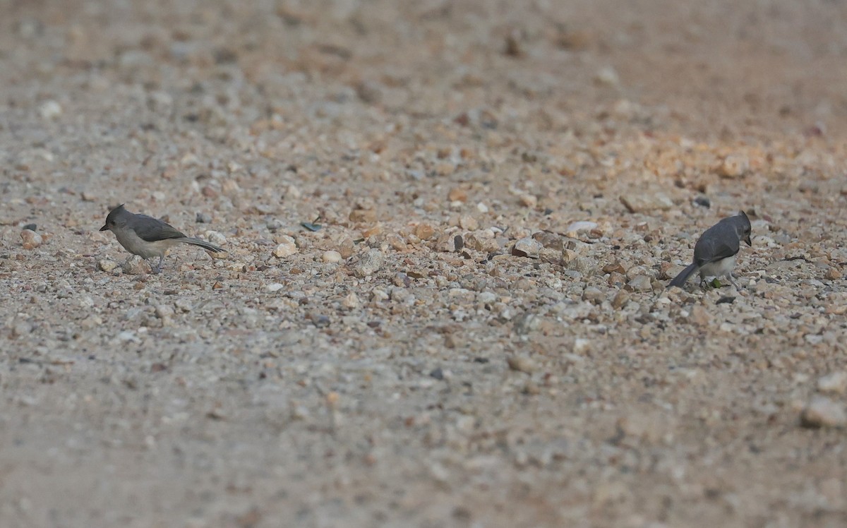 Tufted Titmouse - Margareta Wieser