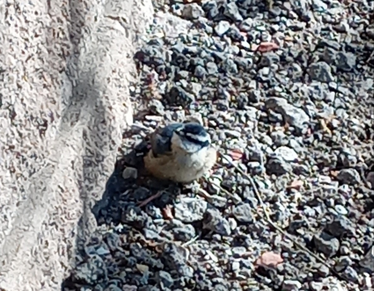 Red-breasted Nuthatch - Kerah Braham