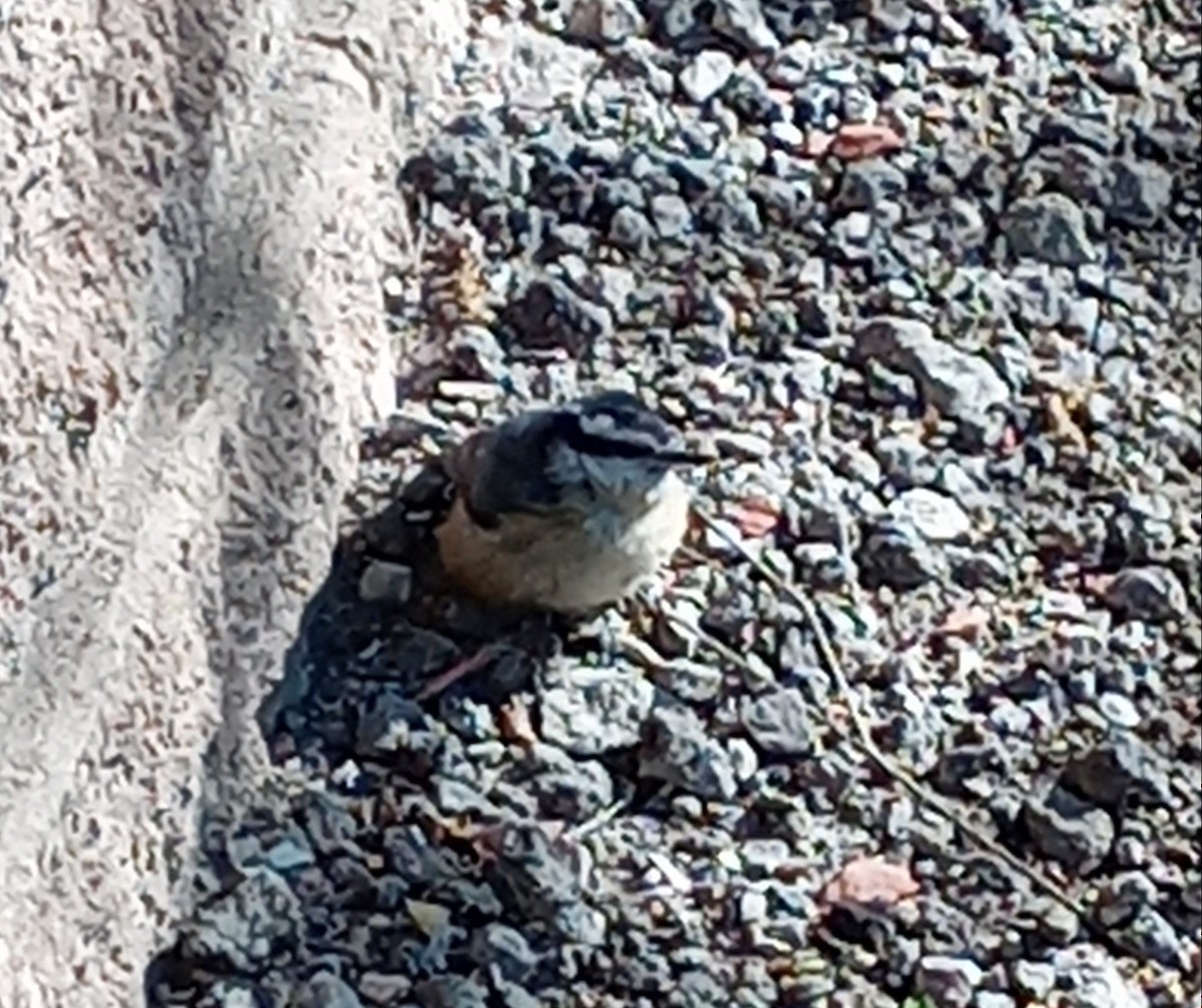 Red-breasted Nuthatch - Kerah Braham