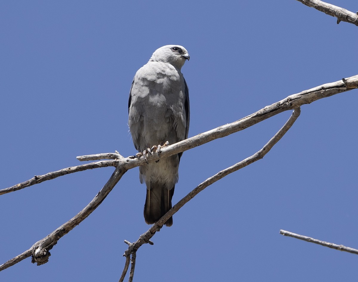 Mississippi Kite - Bob Meinke