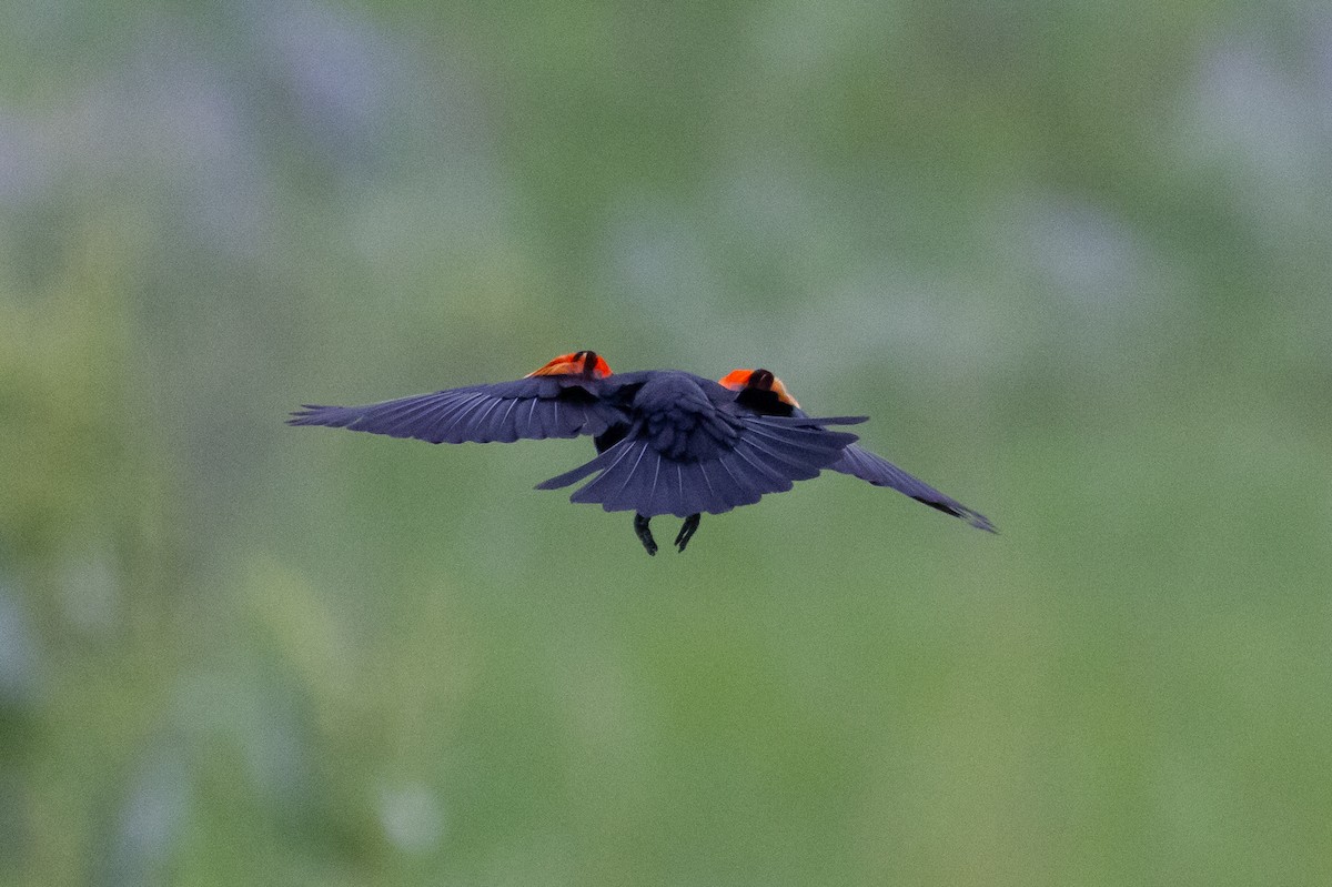 Red-winged Blackbird - John Reynolds