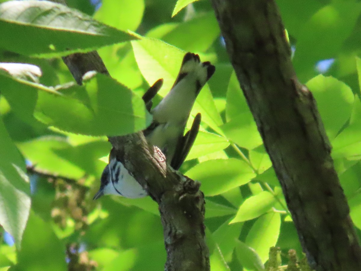 Cerulean Warbler - Brian Walker