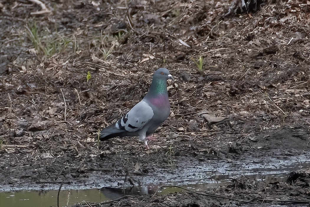 Rock Pigeon (Feral Pigeon) - Mary Sturtevant