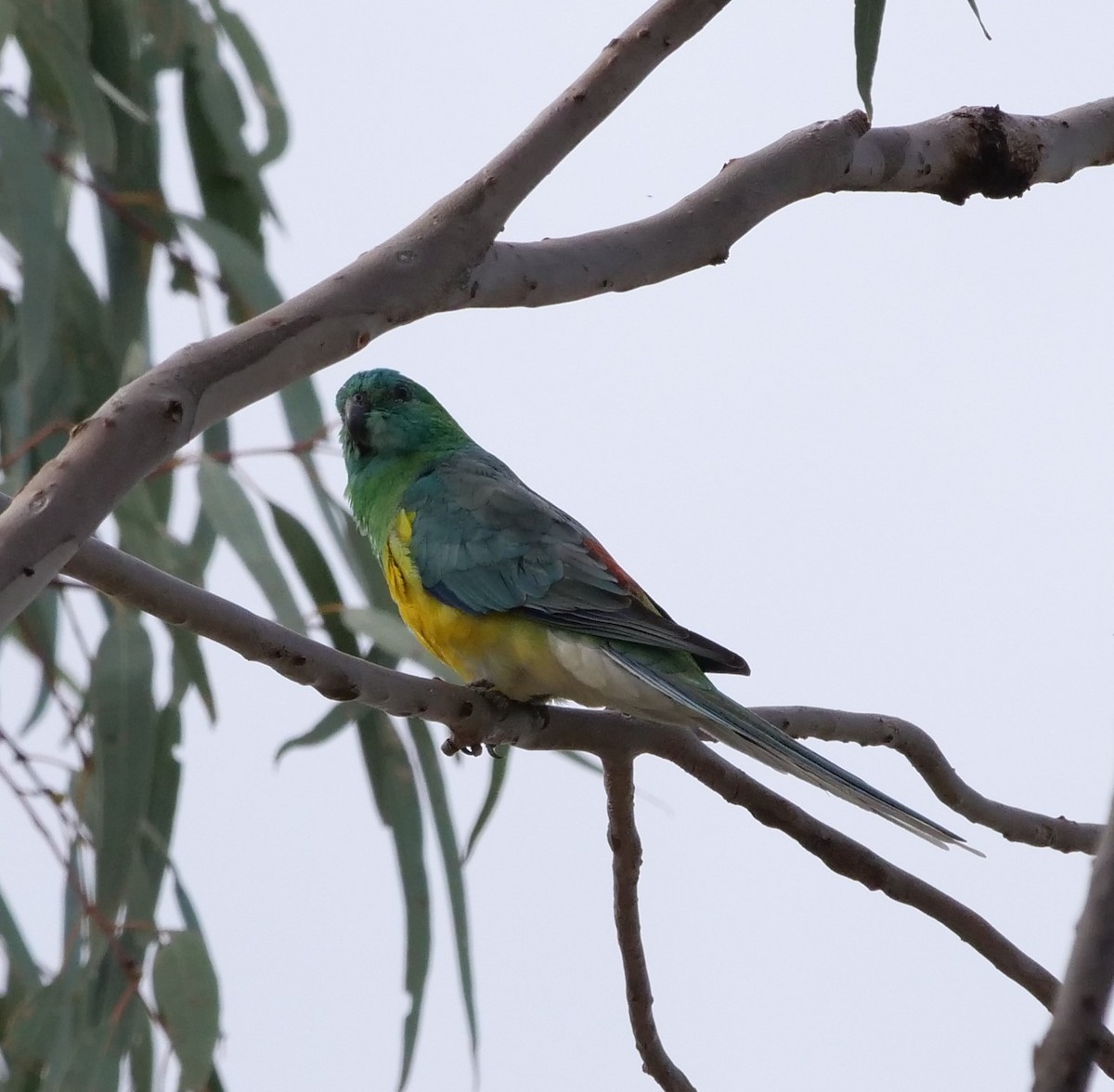 Red-rumped Parrot - Ian Gibson