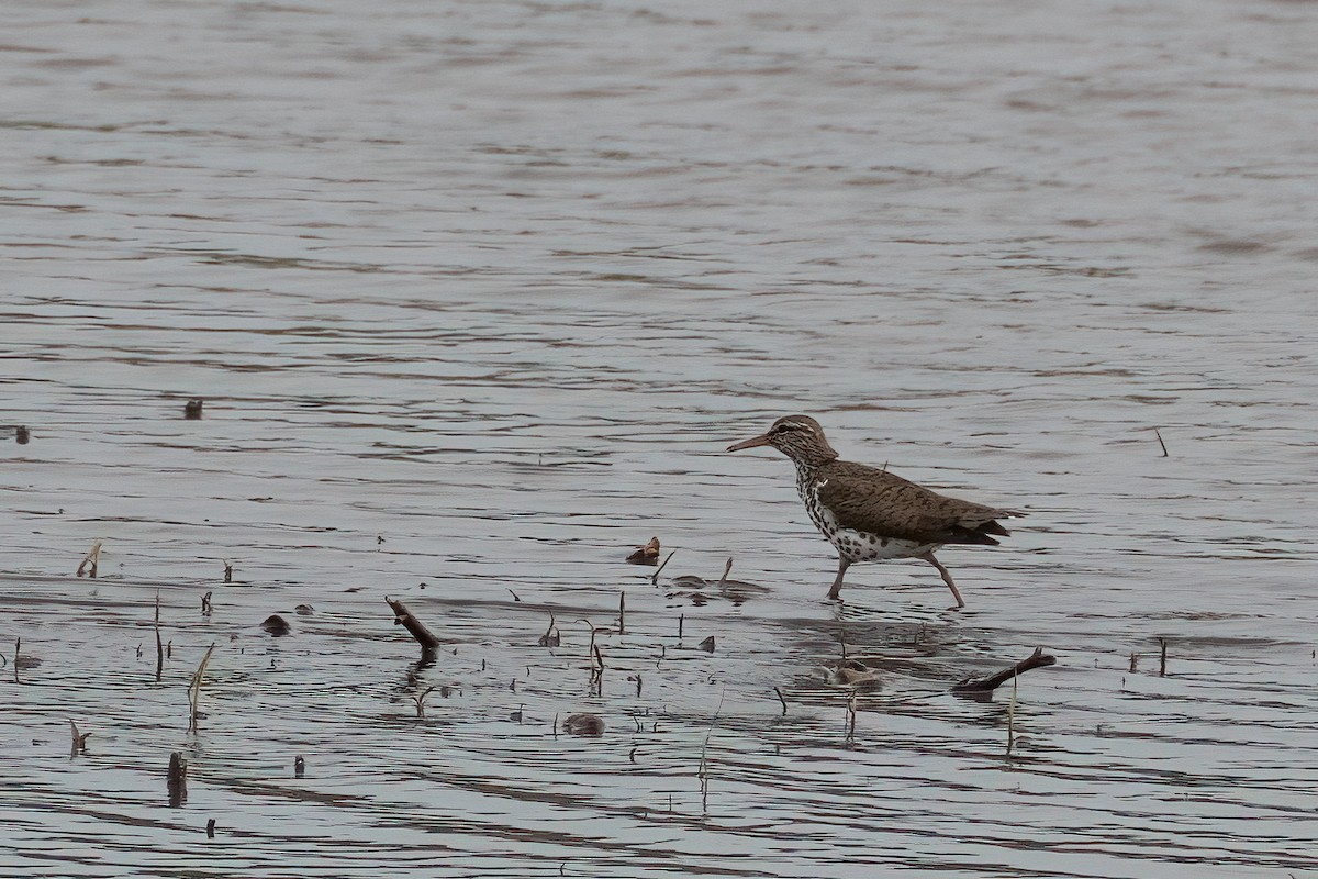 flekksnipe - ML619545688