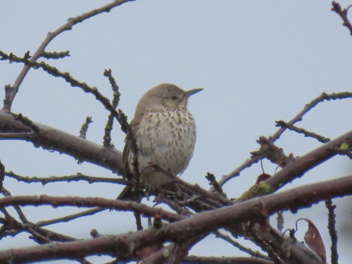 Sage Thrasher - Vibeke Pedersen