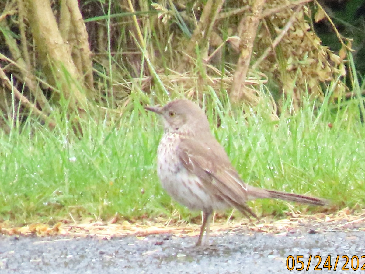 Sage Thrasher - Vibeke Pedersen