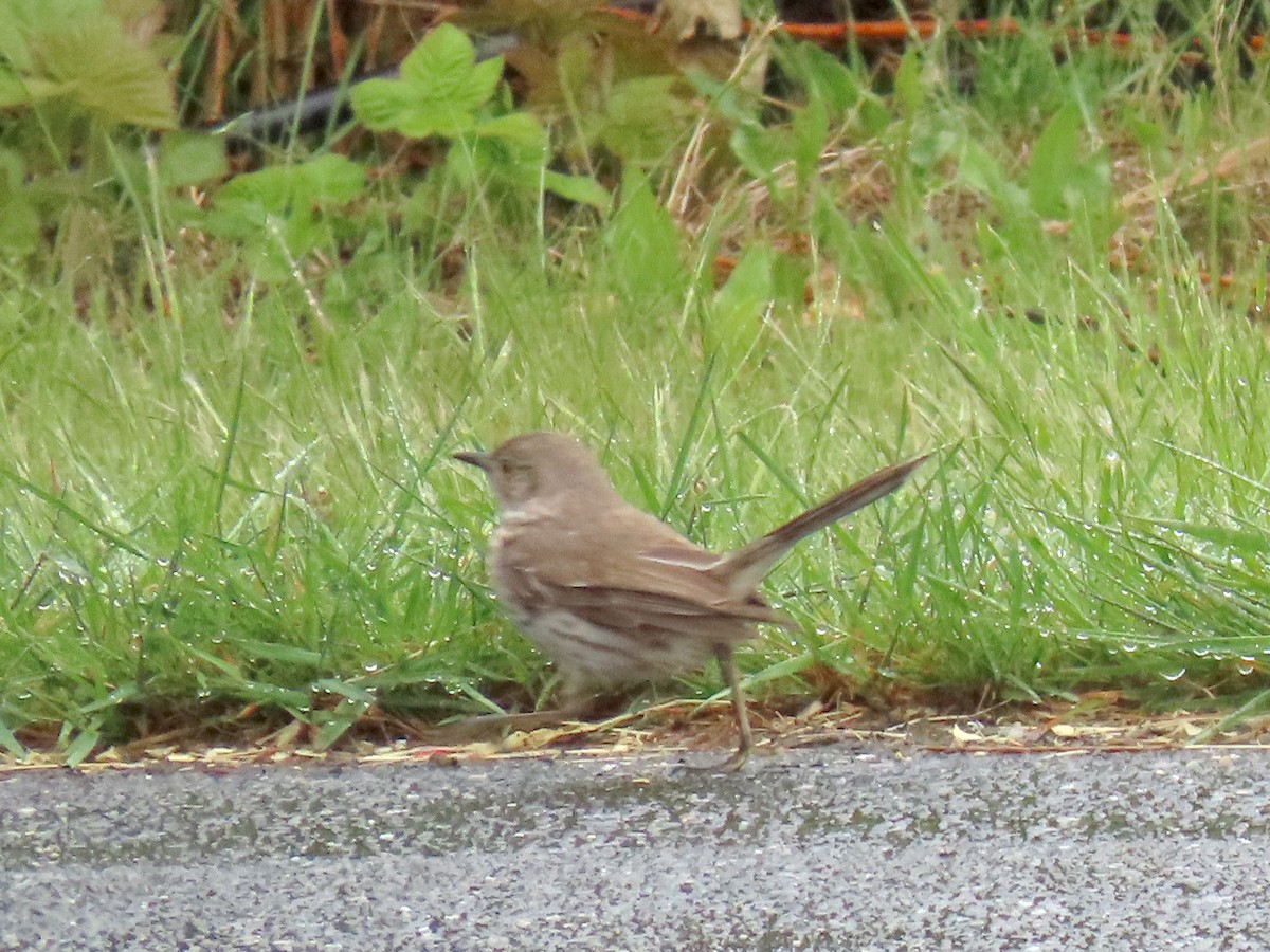 Sage Thrasher - Vibeke Pedersen