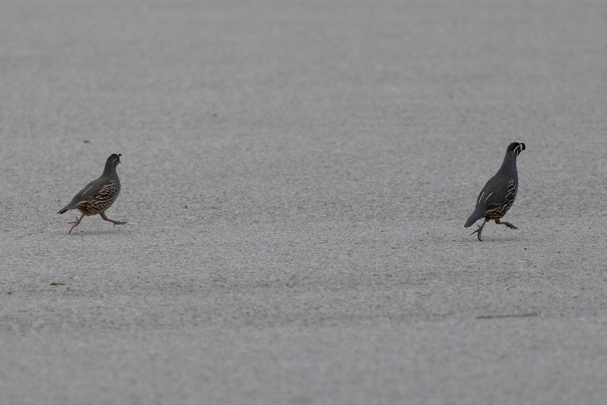 California Quail - John Reynolds