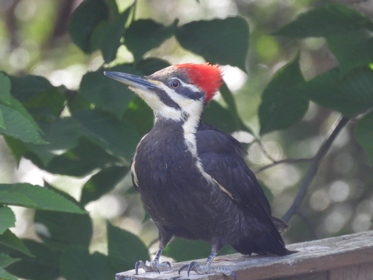 Pileated Woodpecker - Annik Paquet