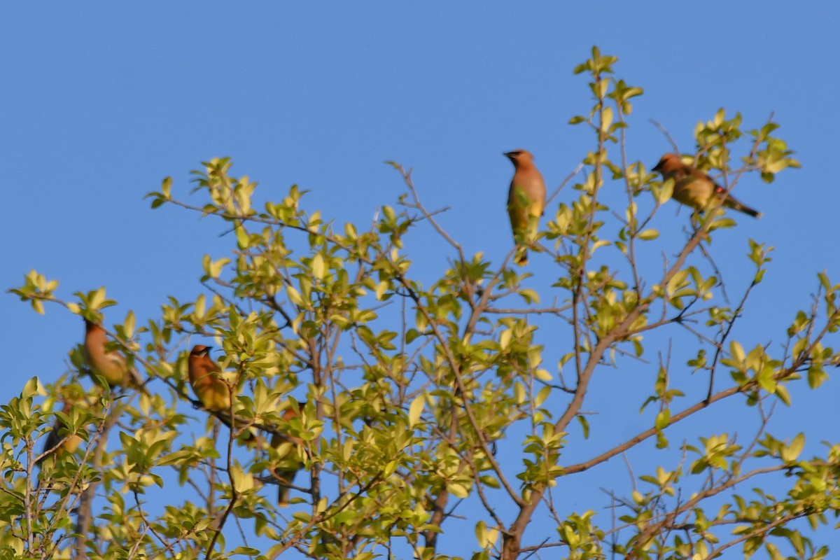 Cedar Waxwing - Carmen Ricer