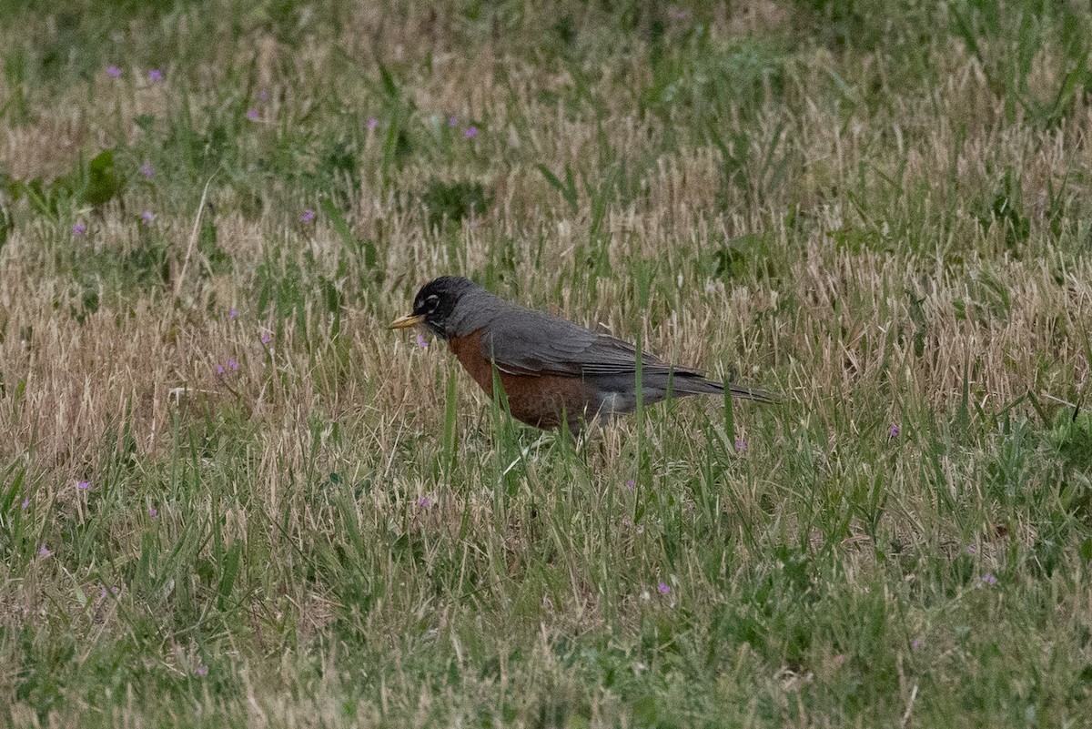 American Robin - John Reynolds