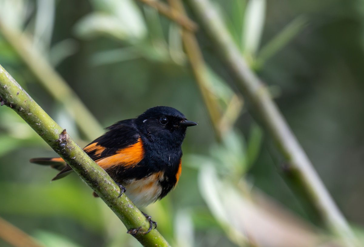 American Redstart - Herb Elliott