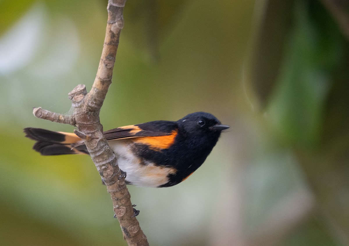 American Redstart - Herb Elliott