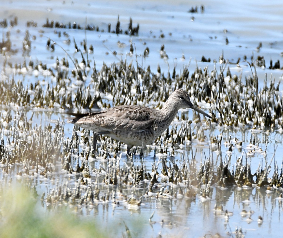 Willet - Glenn Wyatt