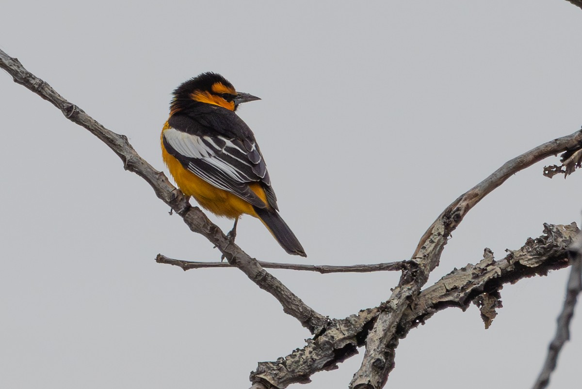 Bullock's Oriole - John Reynolds