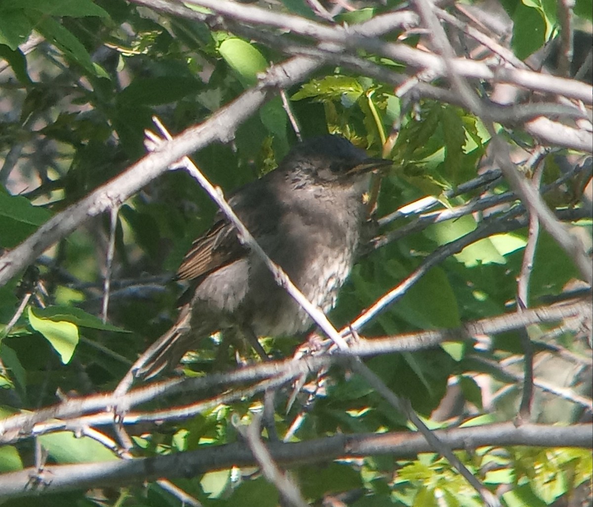 European Starling - Kerah Braham