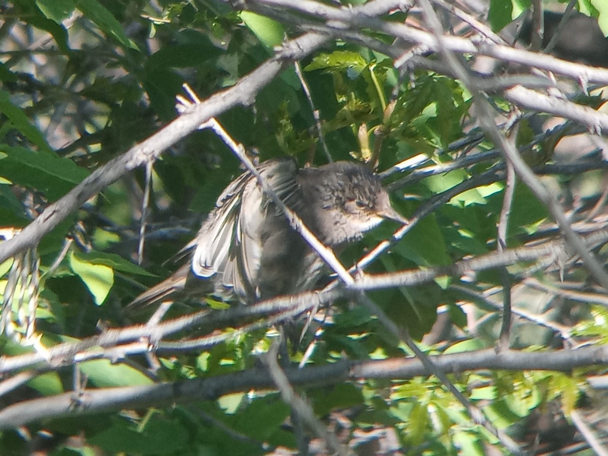 European Starling - ML619545716