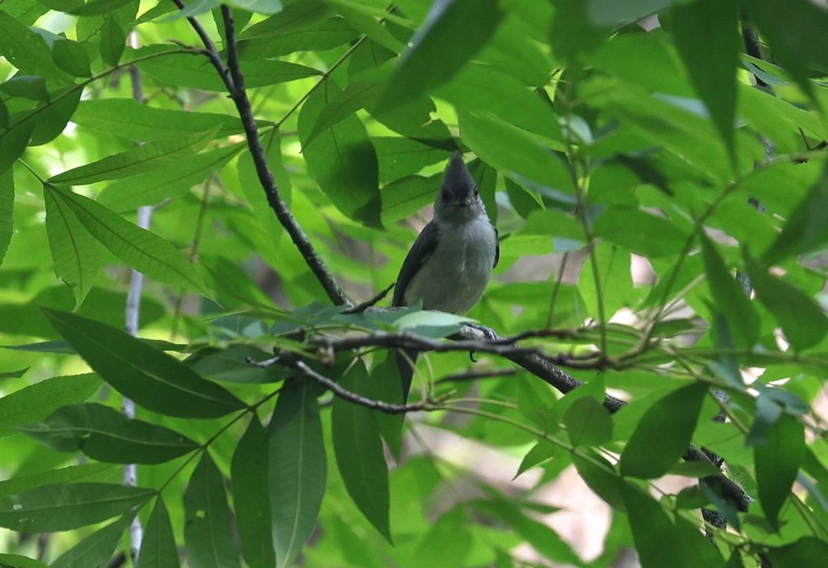 Tufted Titmouse - ML619545719