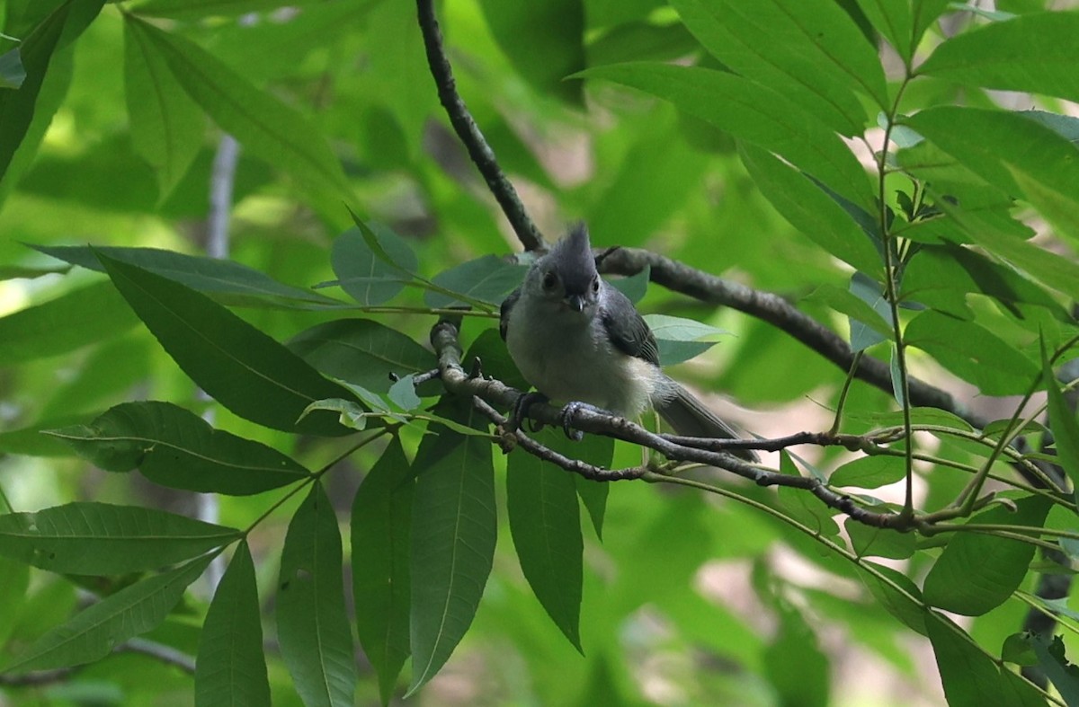 Tufted Titmouse - Margareta Wieser