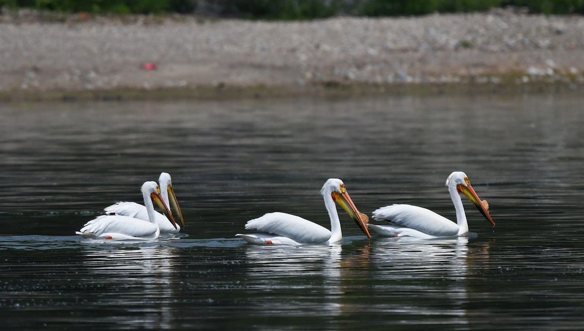 American White Pelican - Joshua Vandermeulen