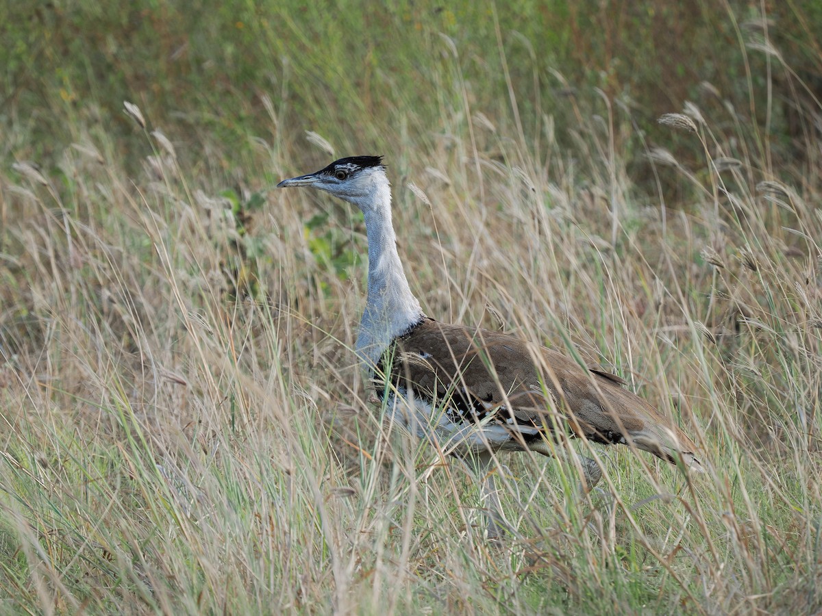 Australian Bustard - Len and Chris Ezzy