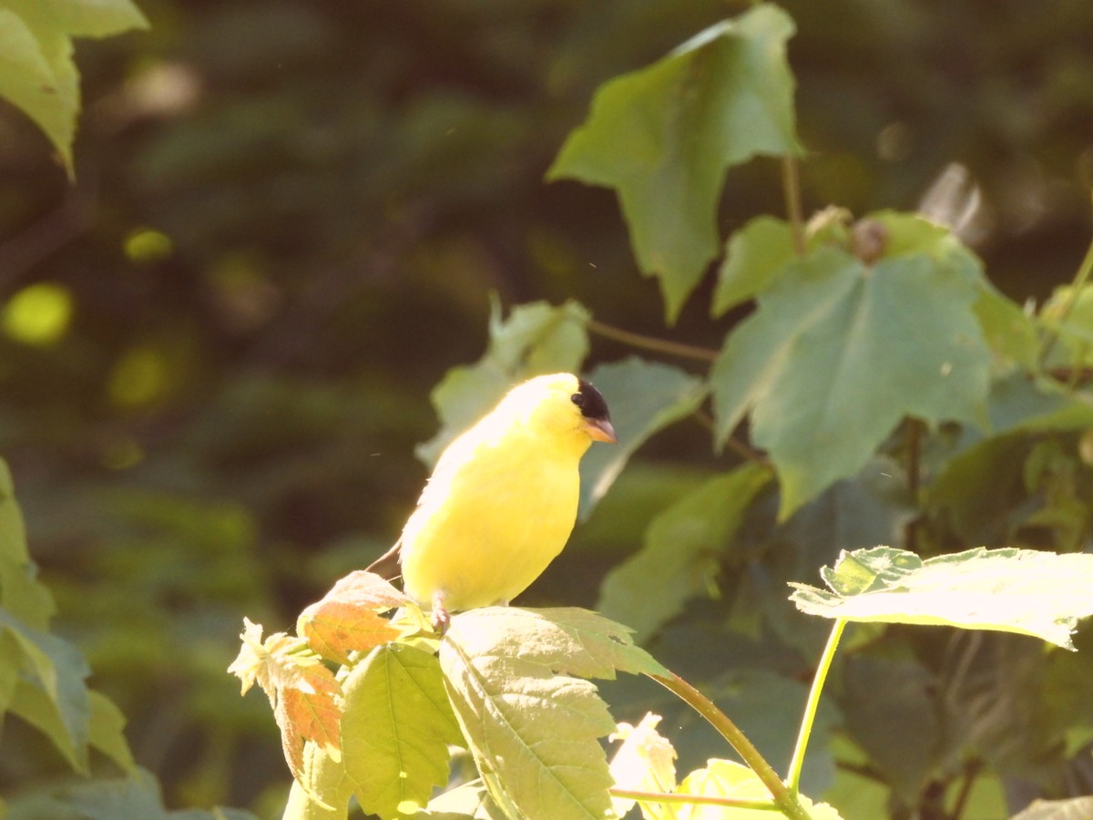 American Goldfinch - Annik Paquet