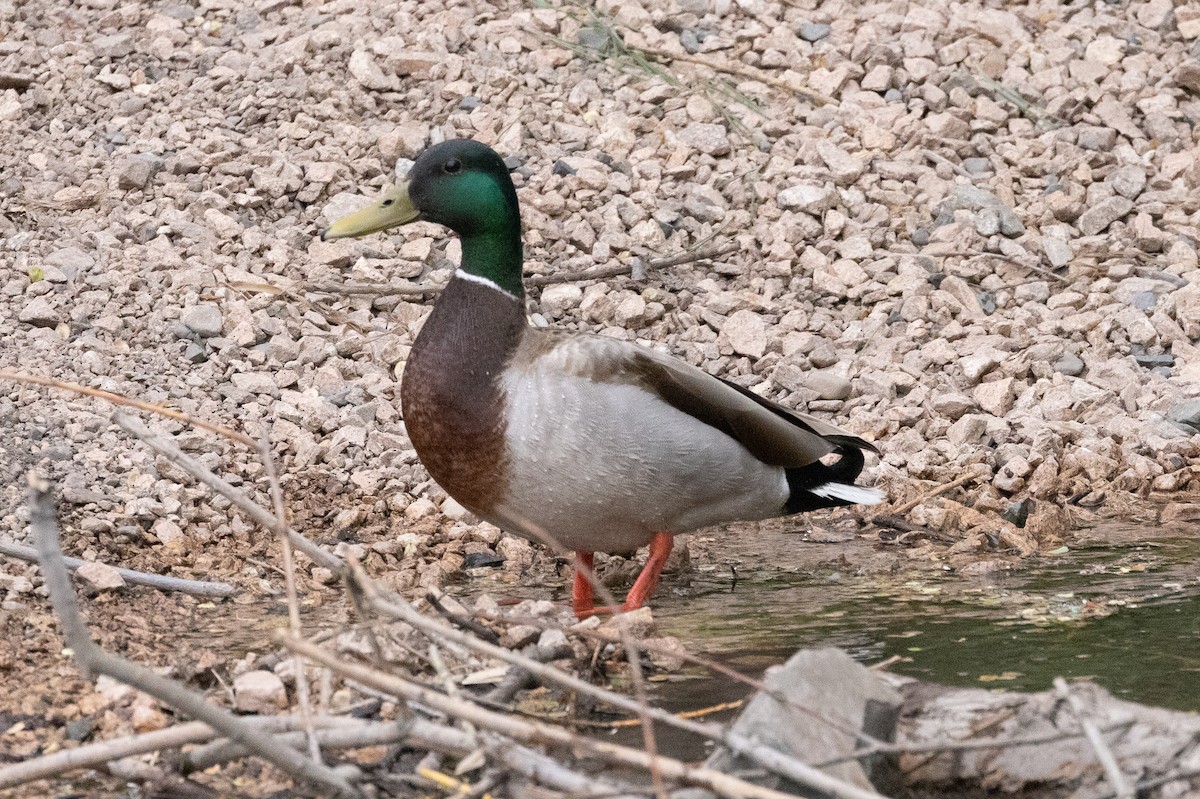 Mallard - John Reynolds