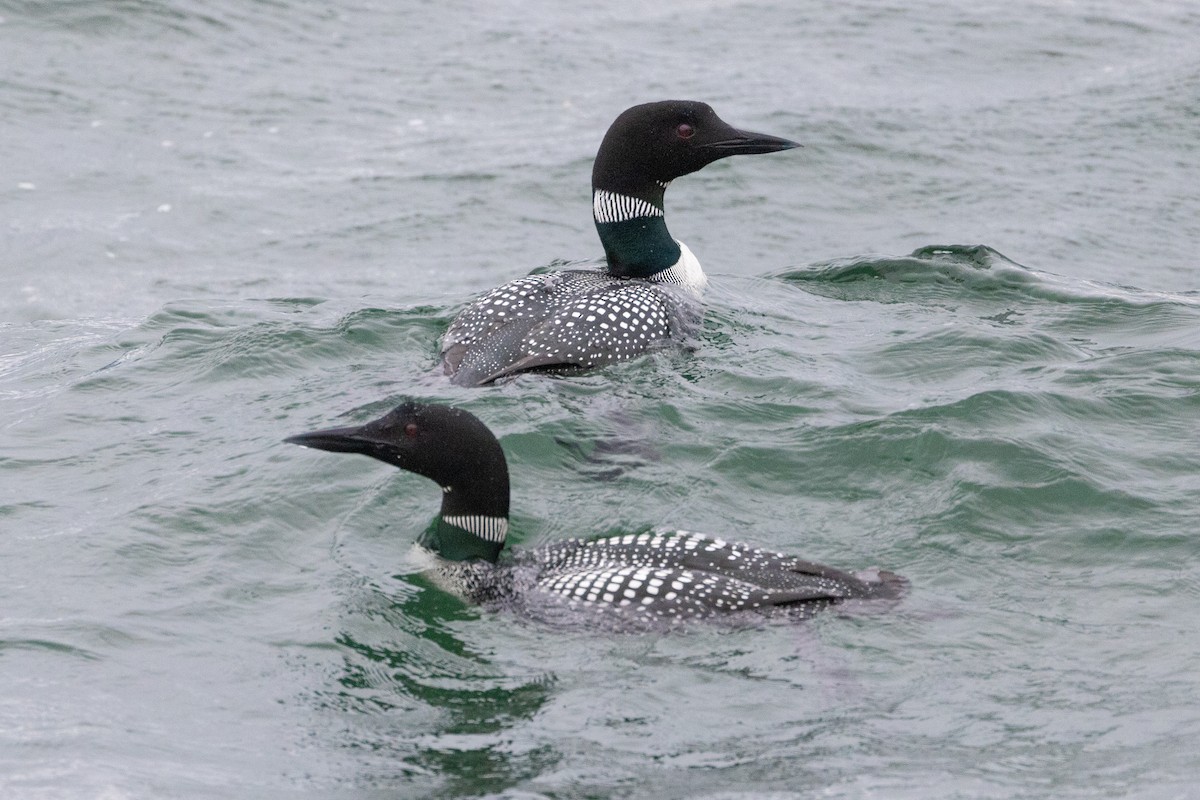 Common Loon - John Reynolds