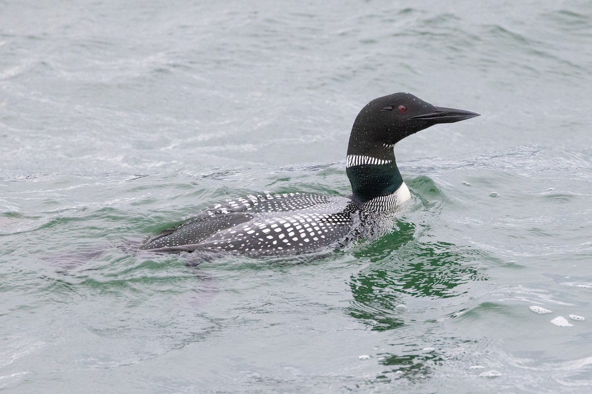 Common Loon - John Reynolds