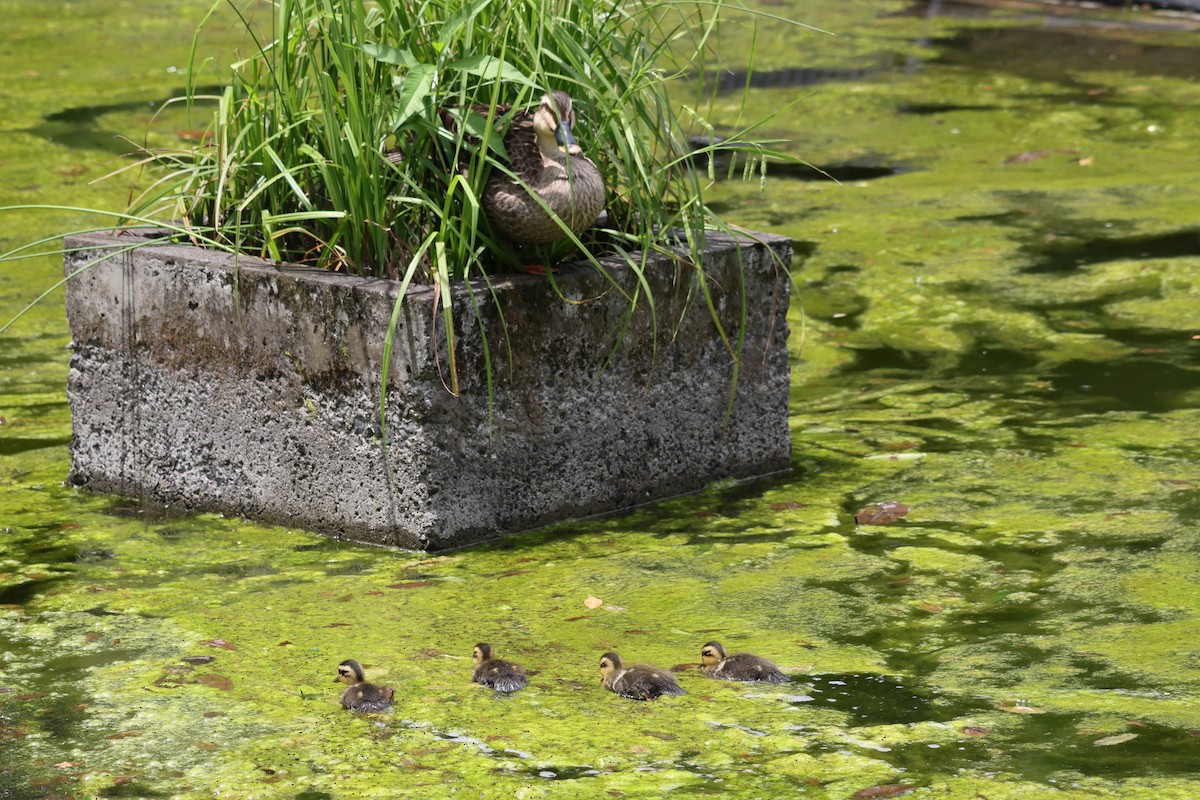 Eastern Spot-billed Duck - KAZUKO KAMIMURA