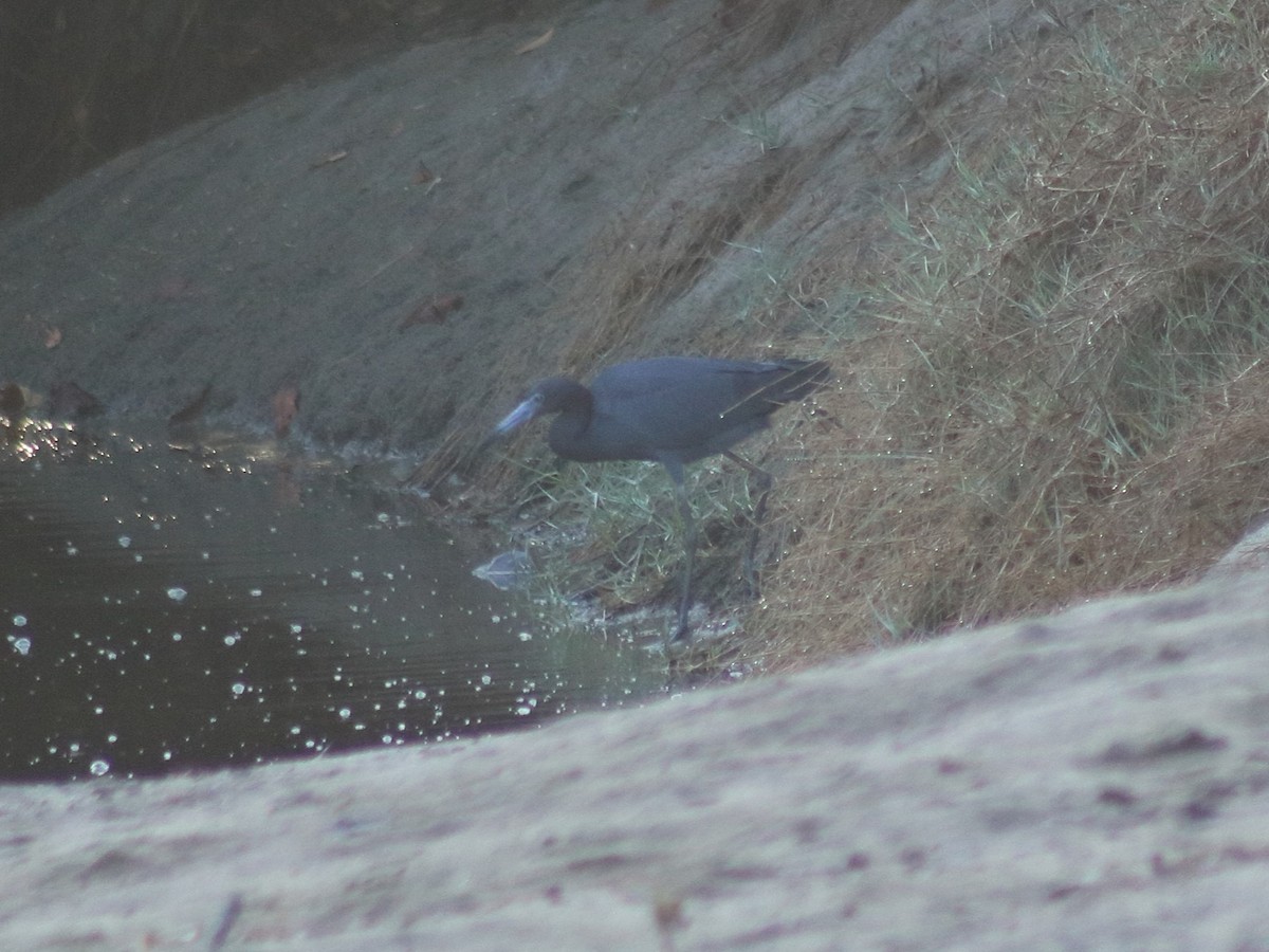 Little Blue Heron - Adrian Gonzalez